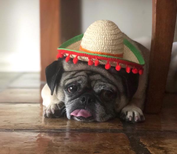 /Images/uploads/PUG NATION RESCUE OF LOS ANGELES/2019pugcalendar/entries/8321thumb.jpg
